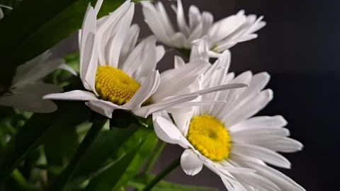 Bouquet of daisies Stock Footage 341676549