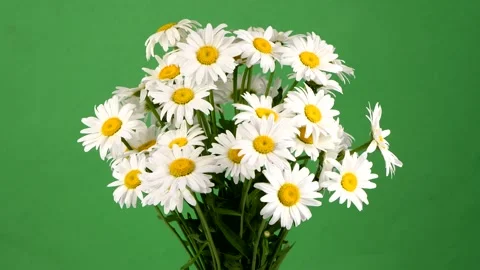Bouquet of daisies on green background. Loop motion. Side view. Rotation 360. Stock Footage 160498123