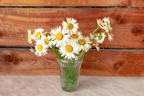A bouquet of daisies, the Latin name for anthemis nobilis, in a glass vase Stock Photos