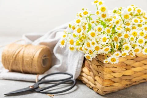 Bouquet of daisies on a light background. Stock Photos