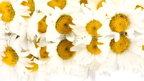 Bouquet of daisies on mirror. Side view. Stock Footage 160499172