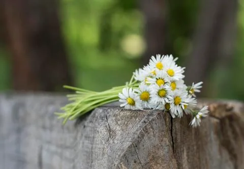 Bouquet of daisies Stock Photos