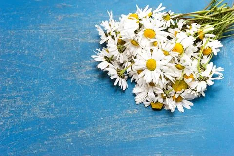 Bouquet daisies Stock Photos
