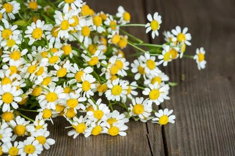 Bouquet of daisies. Pyrethrum Stock Photos