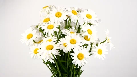 Bouquet of daisies on white background. Loop motion. Side view. Rotation 360. Stock Footage 160498624