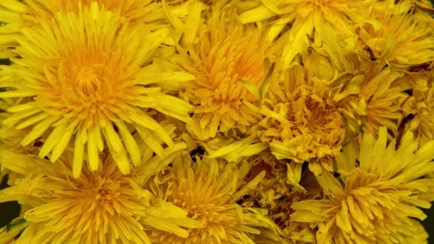 A bouquet of dandelions is blooming Video stock 197016901