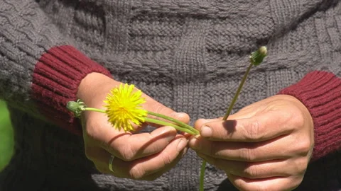 Bouquet of dandelions Stock Footage 130979373