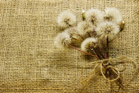 Bouquet of dandelions on sacking. Stock Photos