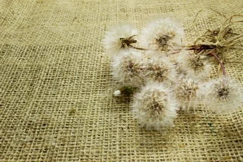 Bouquet of dandelions on sacking. Stock Photos