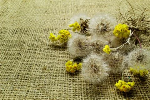 Bouquet of dandelions on sacking. Stock Photos