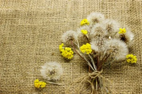 Bouquet of dandelions on sacking. Stock Photos