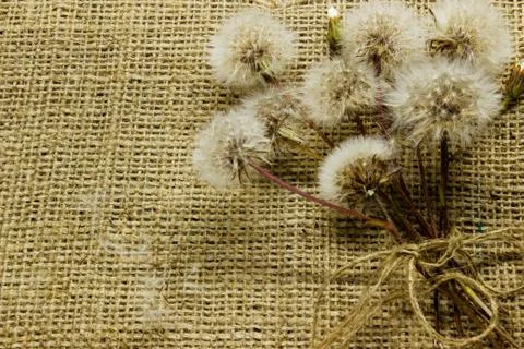 Bouquet of dandelions on sacking. Stock Photos