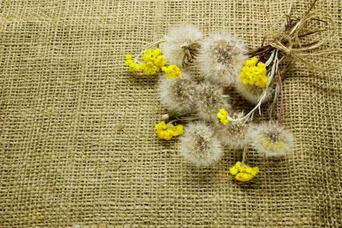Bouquet of dandelions on sacking. Stock Photos