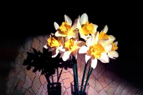 Bouquet in the dark Stock Photos