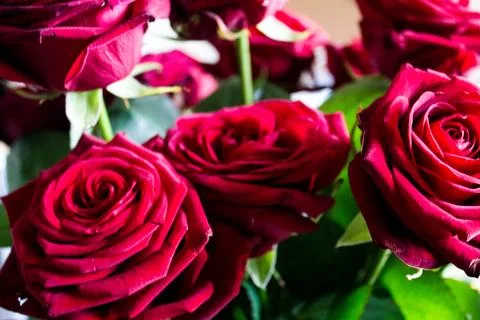 Bouquet of dark red roses close-up on a light background Foto stock