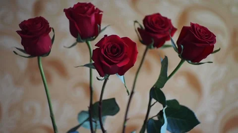 Bouquet of dark red roses 스톡 동영상 34491953