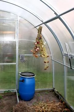 A bouquet of dried asters hangs from the ceiling of a greenhouse above a ba.. Stock Photos