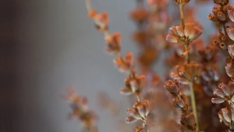 Bouquet of dried lavender in close up Stock Footage 106484255