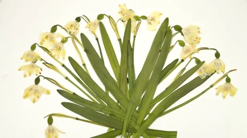 Bouquet of dried pressed snowdrops on a white background, slow motion Stock Footage 238520165