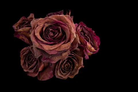 Bouquet of dried red roses on black background Stock-Fotos