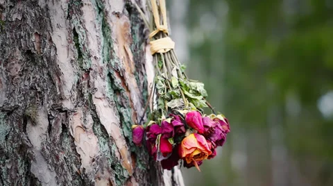 Bouquet of dried roses Stock Footage 33788035
