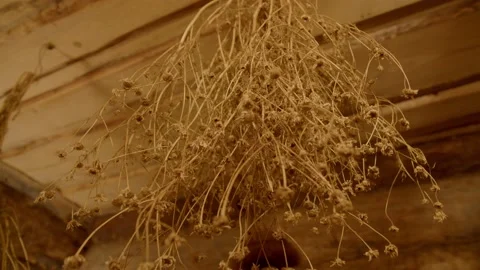Bouquet of dry chamomile under ceiling of bath with anti-inflammatory Stock Footage 221942252