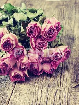 Bouquet of dry roses Stock Photos