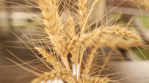 A bouquet of ears Stock Footage 136784913