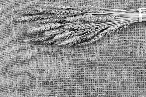Bouquet of ears of rye on canvas Stock Photos