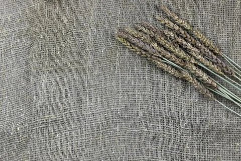 Bouquet of ears of rye on canvas Stock Photos