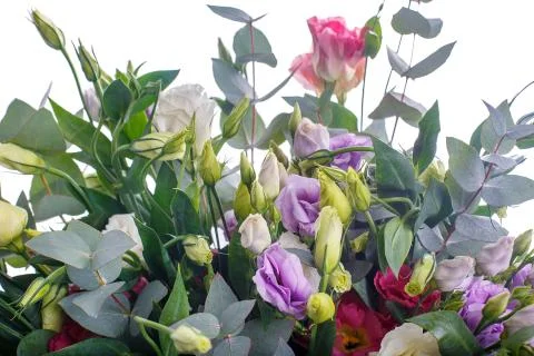 Bouquet of eustomess and eucalyptus Stock Photos