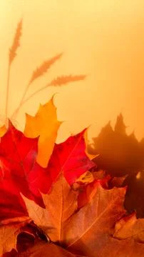 Bouquet of fall red yellow maple leaves with shadow of 3 ears of wheat on golden Stock Photos