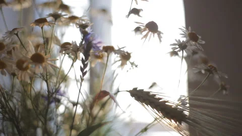 A bouquet of field chamomile on the table in the rays of the setting sun. Stock-Footage 112633370