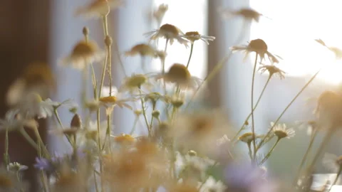 A bouquet of field chamomile on the table in the rays of the setting sun. Video stock 112633409