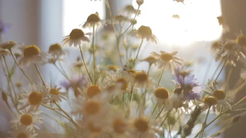 A bouquet of field chamomile on the table in the rays of the setting sun. Stock Footage 112633432