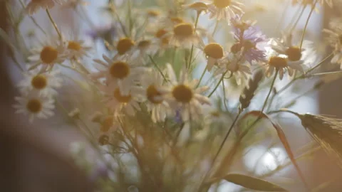 A bouquet of field chamomile on the table in the rays of the setting sun. Stock Footage 112633491