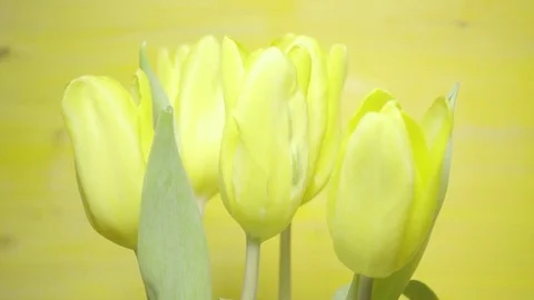 Bouquet of five yellow tulips Stock Footage 73290710