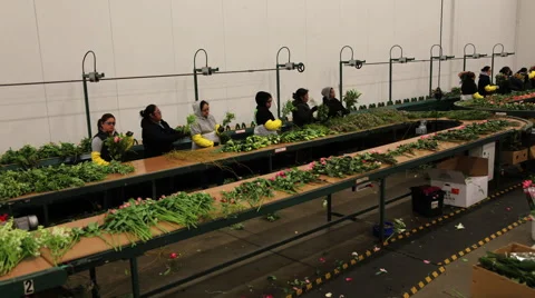 Bouquet Flower Assembly Line 動画素材 58732274