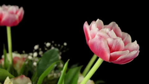 Bouquet of flowers on a black background. Red and white tulips and white roses. Stock Footage 149124516