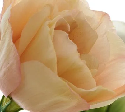 A bouquet of flowers eustoma close-up Stock Photos
