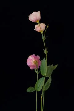 A bouquet of flowers eustoma close-up Stock Photos