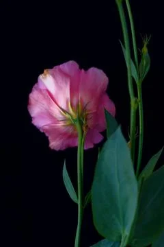 A bouquet of flowers eustoma close-up Stock Photos