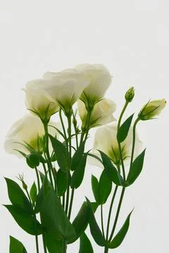 A bouquet of flowers eustoma close-up Stock Photos