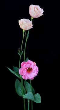 A bouquet of flowers eustoma close-up Stock Photos
