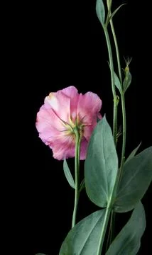 A bouquet of flowers eustoma close-up Stock Photos