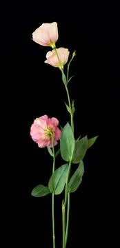 A bouquet of flowers eustoma close-up Stock Photos