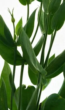 A bouquet of flowers eustoma close-up Stock Photos