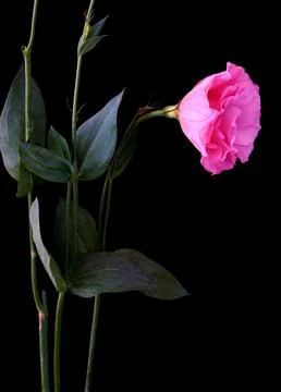 A bouquet of flowers eustoma close-up Stock Photos