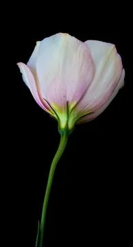 A bouquet of flowers eustoma close-up Stock Photos
