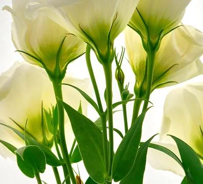 A bouquet of flowers eustoma close-up Stock Photos